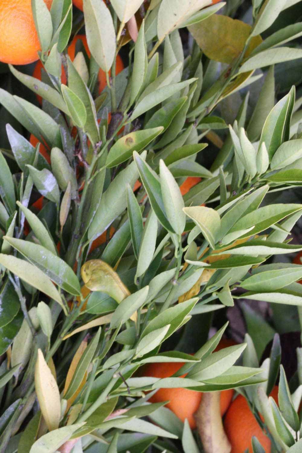            Sun leaves (Clementina Fina, Riverside, CA)   